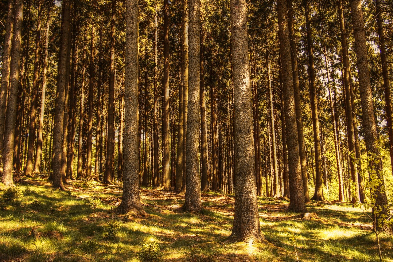 The Optimism Habit: Training Your Brain to Look for the Good